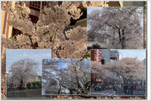 2024年4月の桜（複数の地点）