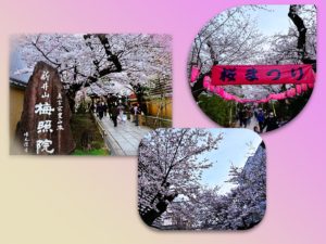 中野区の桜（新井薬師公園、梅照院）