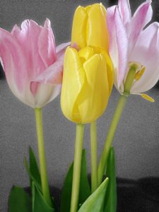 花瓶の花（チューリップ）